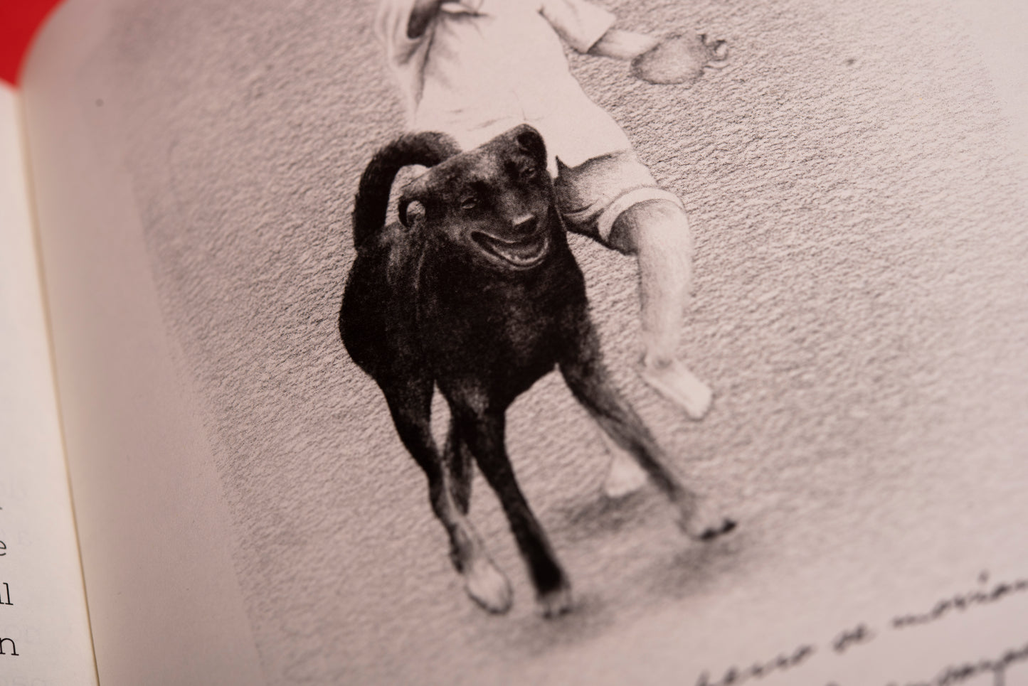 Un perro - Valentina Toro