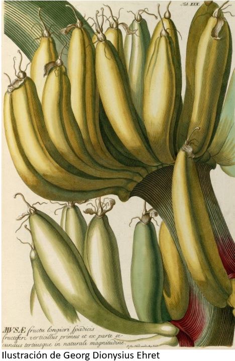 Sangre y bananos