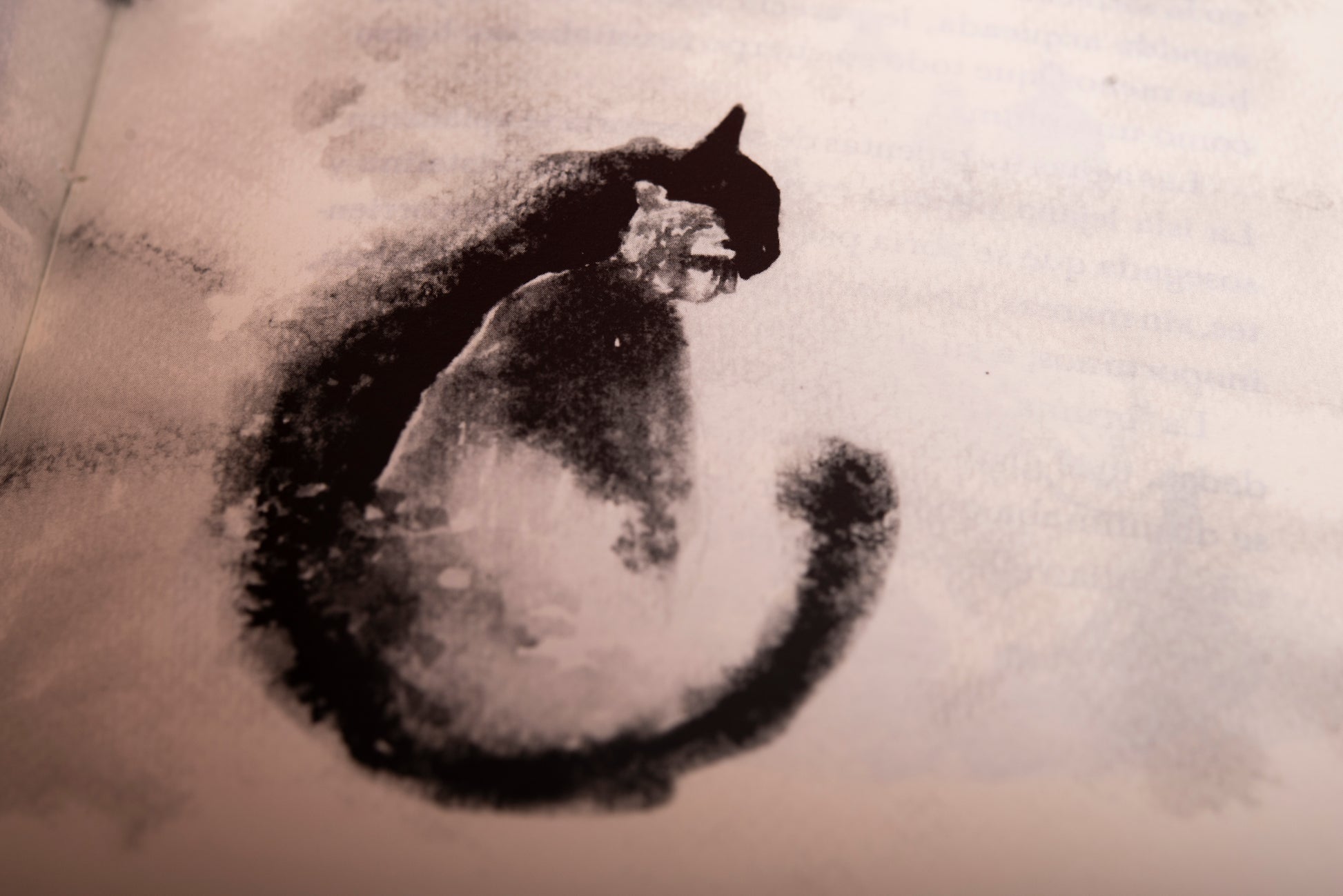 Un gato - Valentina Toro Gutiérrez - Imagen 5