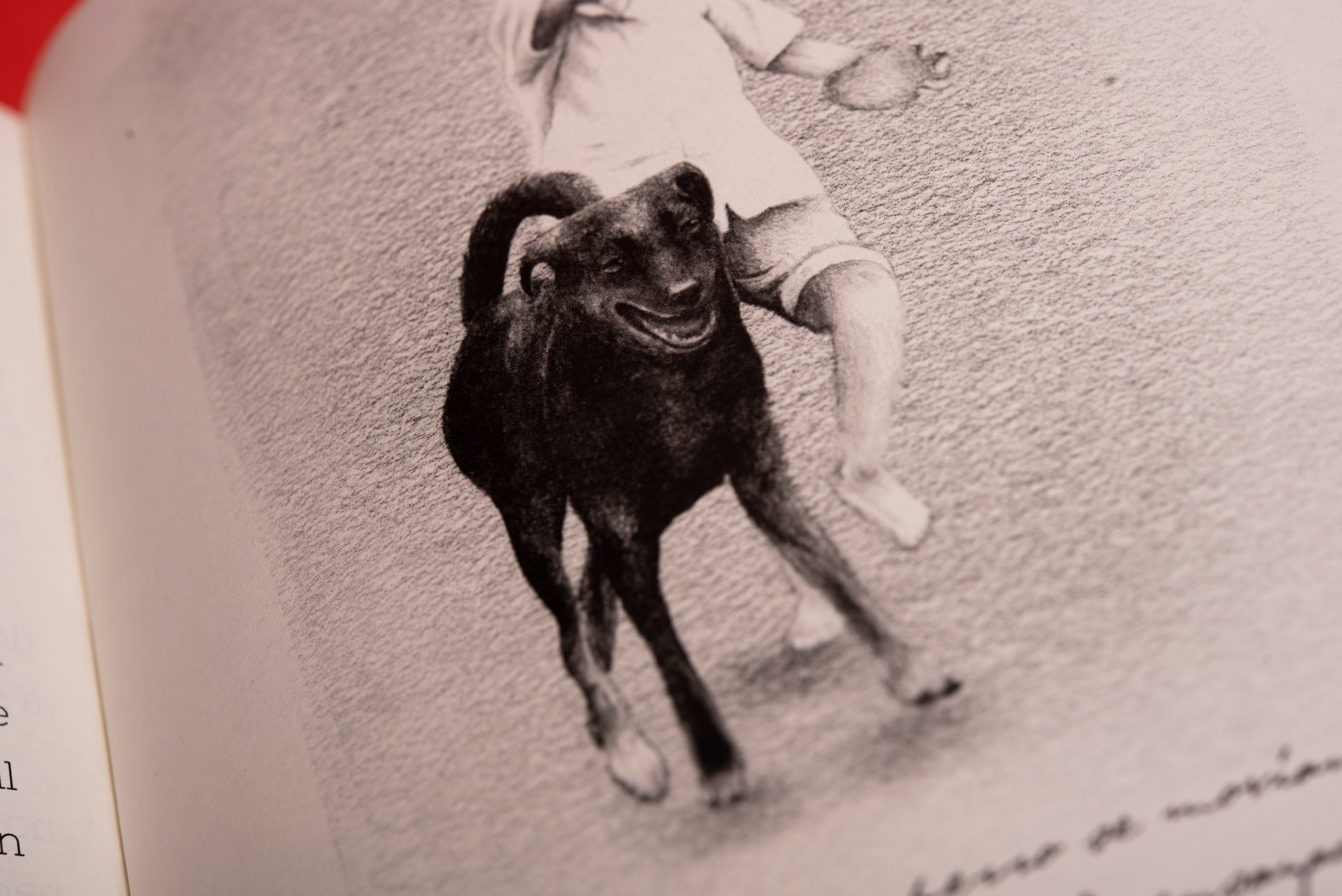 Un perro - Valentina Toro - Imagen 7